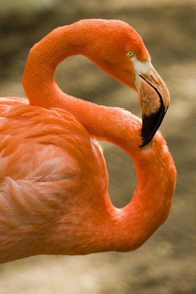flamingos - Wildlife