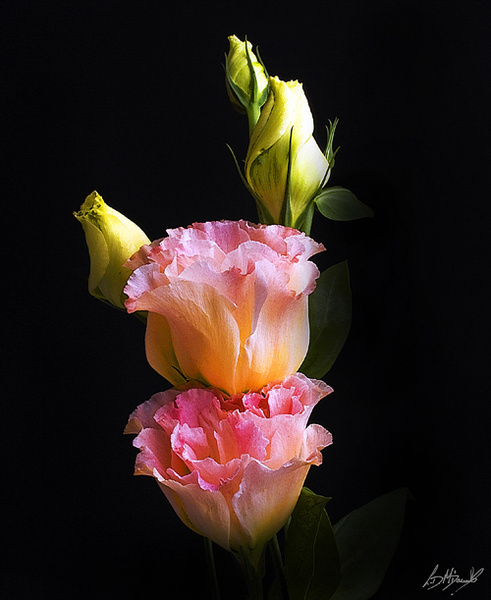 50 - Flowers