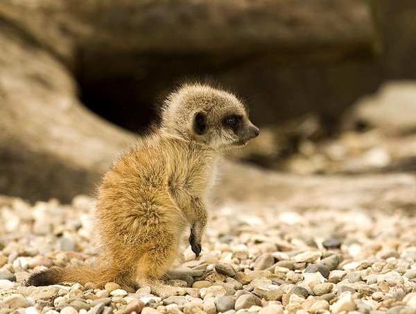 Meerkat baby - Wildlife