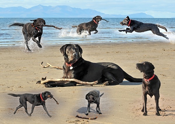 SUSIE MONTAGE  - Susie Dog Montage