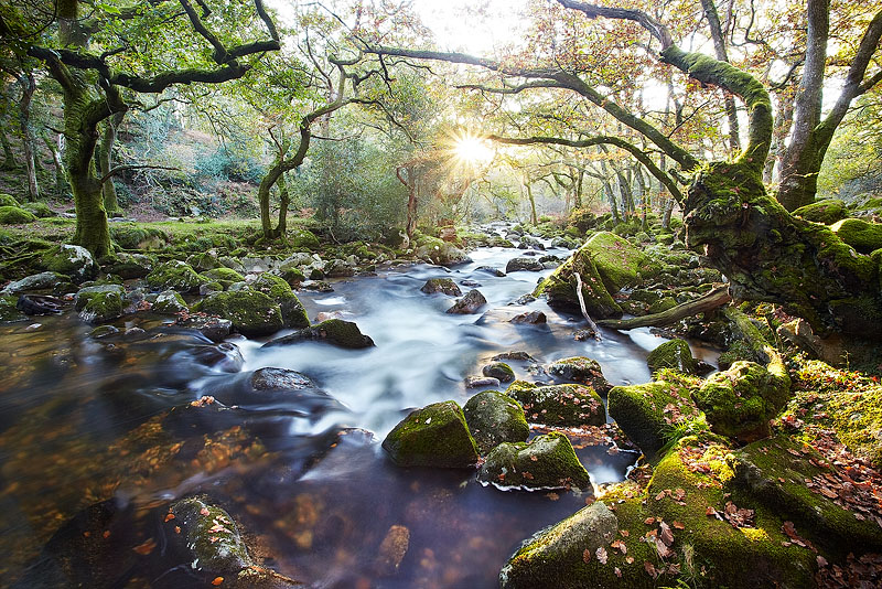 Dewerstone wood - Dartmoor