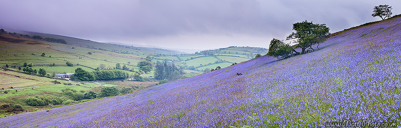 Dartmoor Bluebells - Panoramic