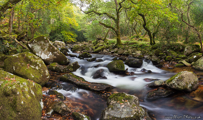 Dewerstone Woods - Panoramic