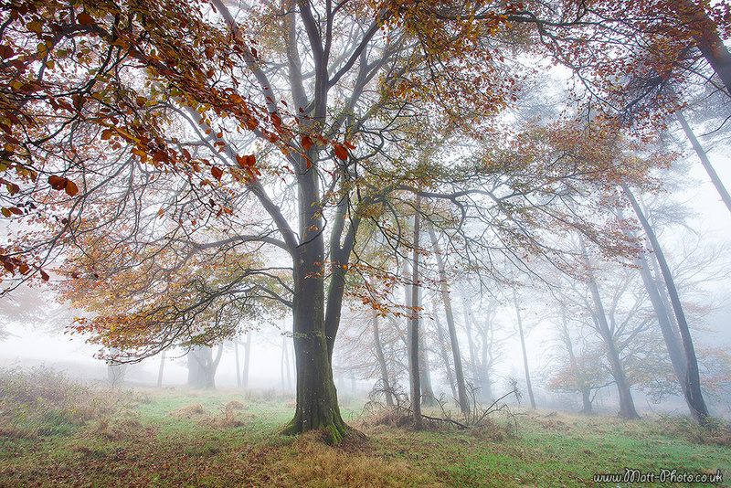 Autumn Tree - Dartmoor