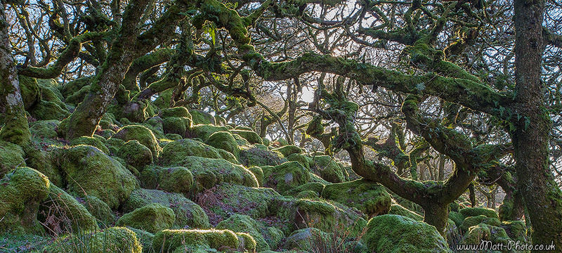 Wistmans Wood - Panoramic