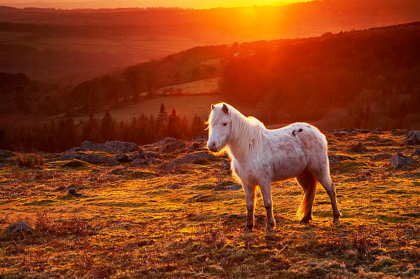 Horse on Dartmoor - Dartmoor