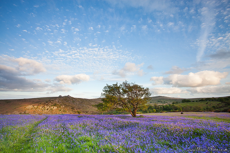 Holwell Lawn - Dartmoor
