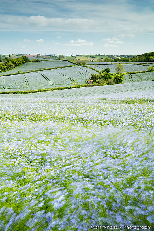 Flax fields - Cornwall - Towns and Countryside