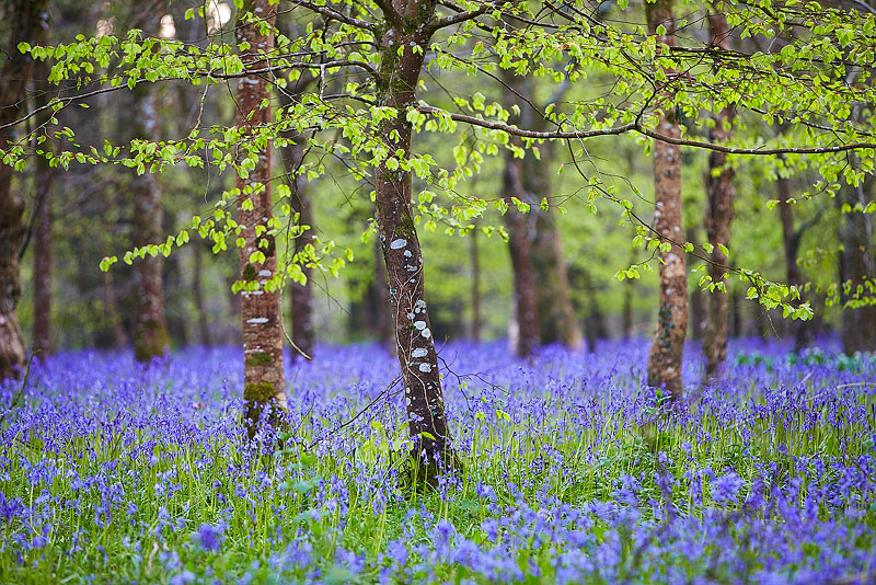 Cornish Bluebells - Cornwall - Towns and Countryside