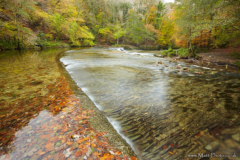 Plym Bridge Woods - South Devon