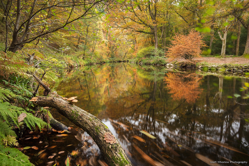 Fingle Woods - Dartmoor