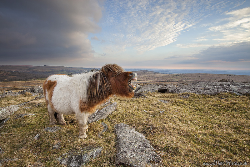 Dartmoor Pony - Dartmoor