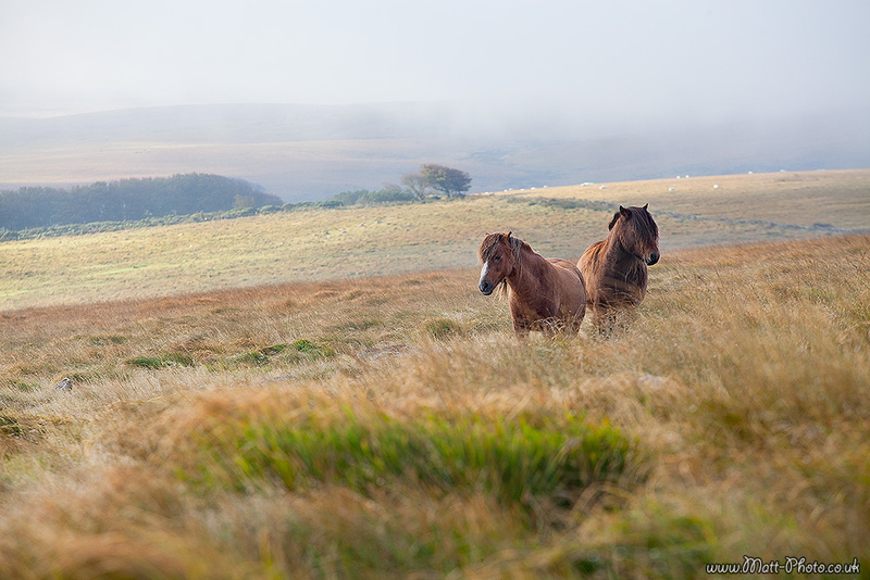 Dartmoor Horses - Dartmoor
