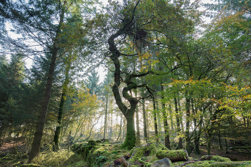 Dartmoor Tree - Dartmoor