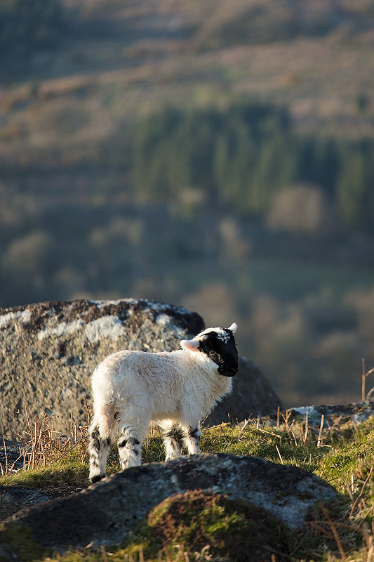 Lamb - Dartmoor