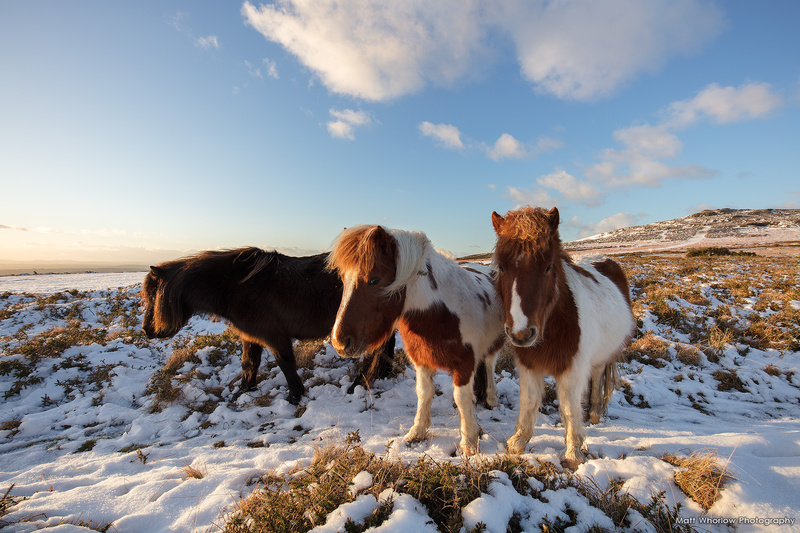 Dartmoor Ponies - Dartmoor