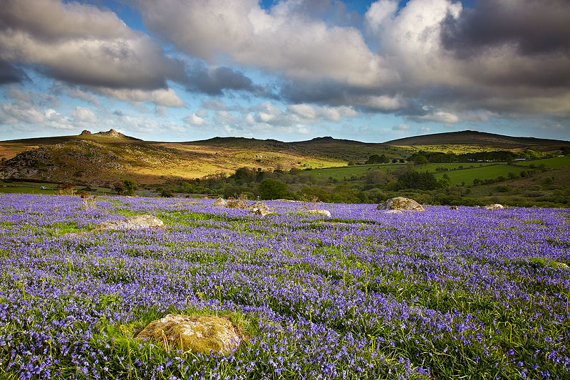 Dartmoor Bluebells - Dartmoor