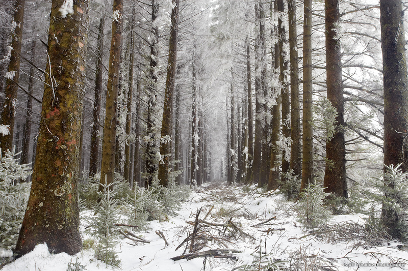 Silver Forest