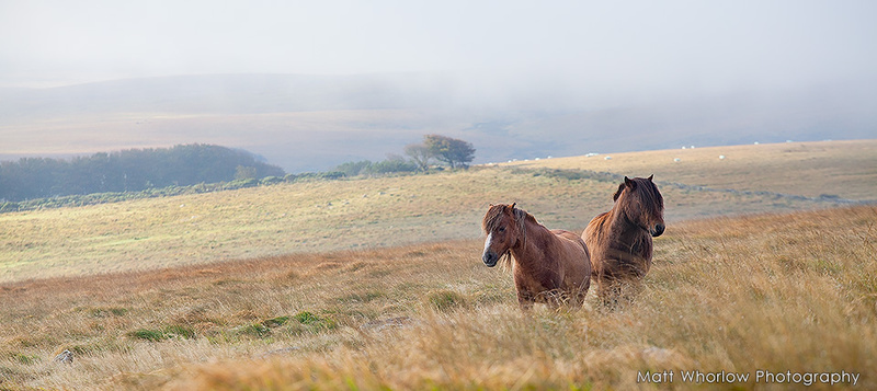 Dartmoor Horses - Panoramic