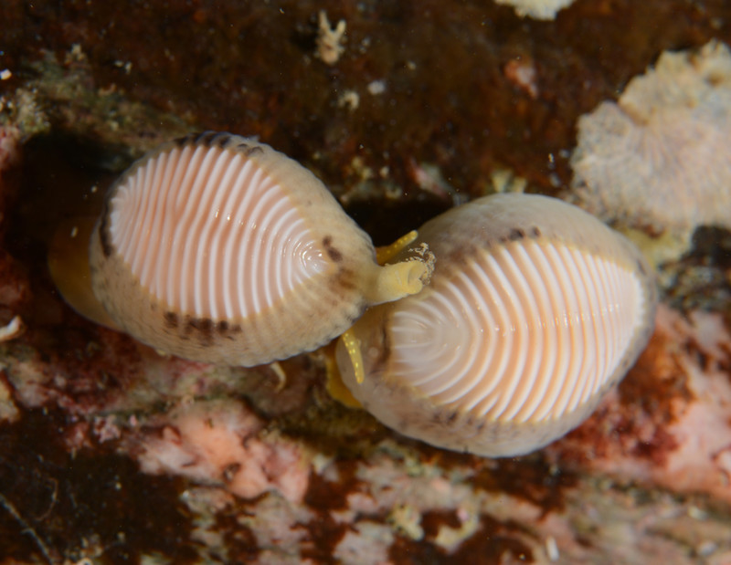 Trivia arctica - Sea Snails, Bivalves & Lamp Shells (Mollusca etc)