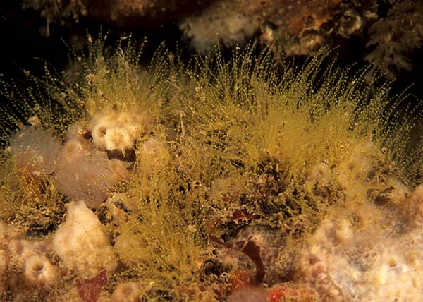 Antennella secundaria - Sea Firs (Hydrozoa)