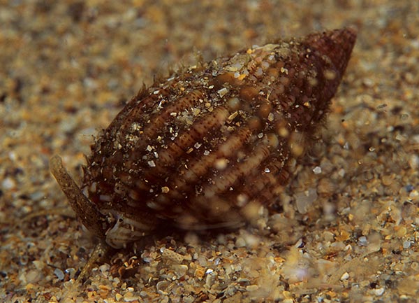 Hinia reticulata - Sea Snails, Bivalves & Lamp Shells (Mollusca etc)
