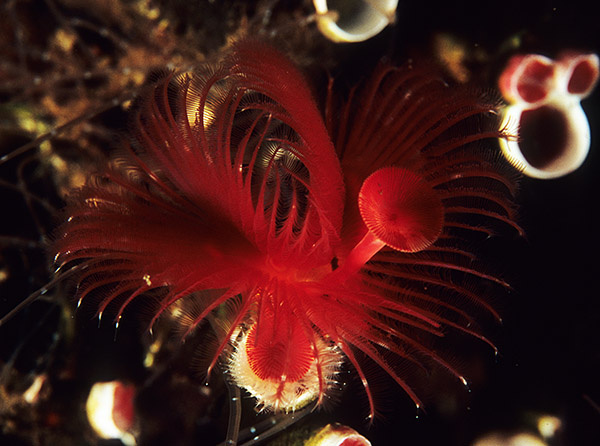 Serpula vermicularis - Worms (from various groups)