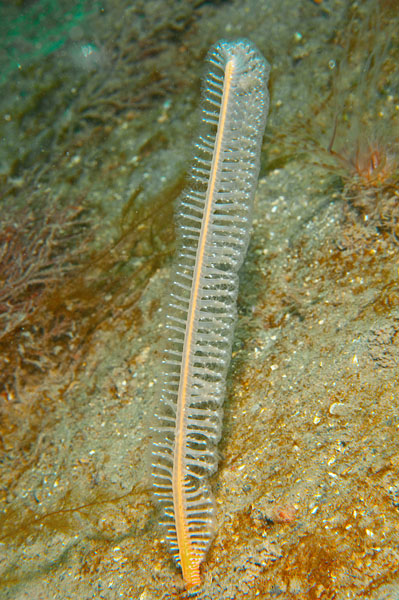 Virgularia mirabilis - Corals (Anthozoa)