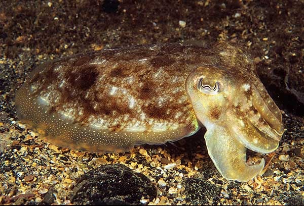 Sepia officinalis - Octopus, Squid & Cuttlefish (Cephalopoda)