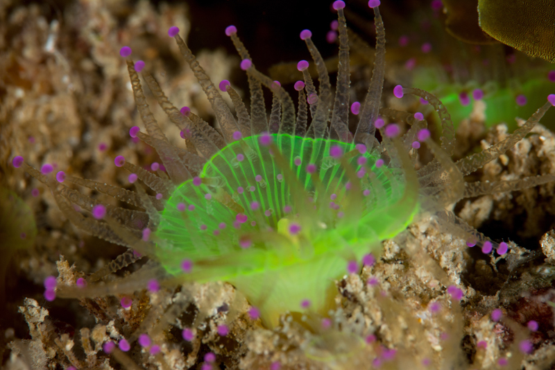 Corynactis viridis - Anemones (Anthozoa)