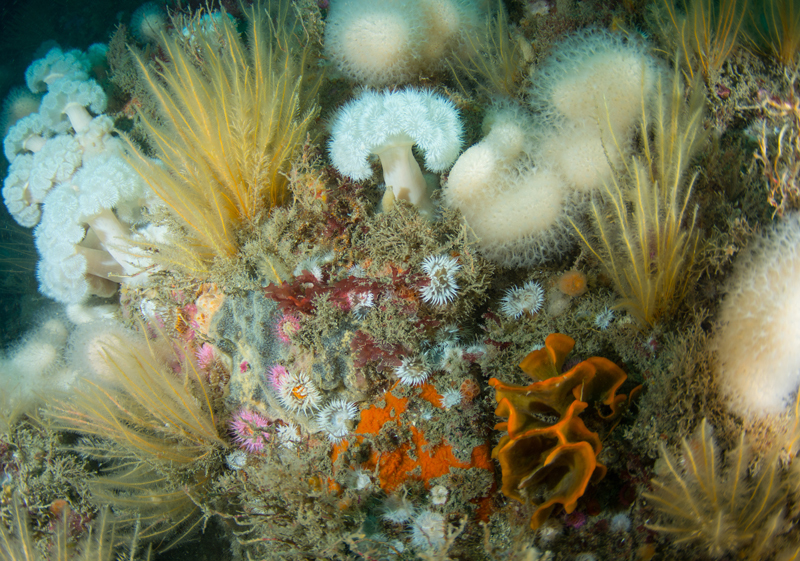 The Manacles Reef - Habitat Scenes