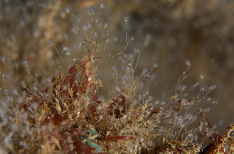 Eudendrium arbuscula - Sea Firs (Hydrozoa)