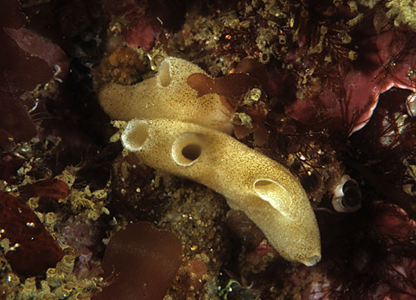 Grantia compressa - Sponges (Porifera)