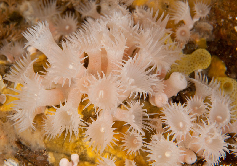 Parazoanthus anguicomus - Anemones (Anthozoa)