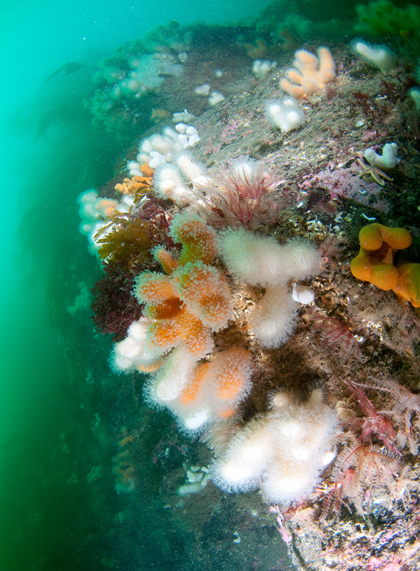 Wall reef - Habitat Scenes