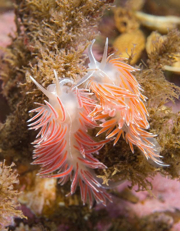 Fjordia sp. - Sea Slugs & Sea Hares (Nudibranchs etc)