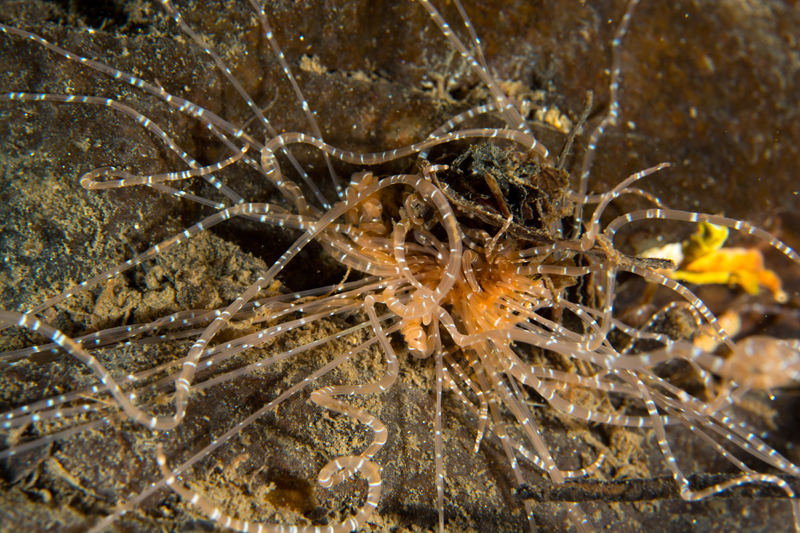 Eupolymnia nebulosa - Worms (from various groups)