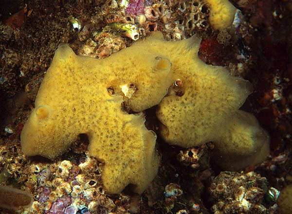 Myxilla incrustans - Sponges (Porifera)