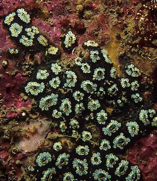Botryllus schlosseri - Sea Squirts (Tunicata)