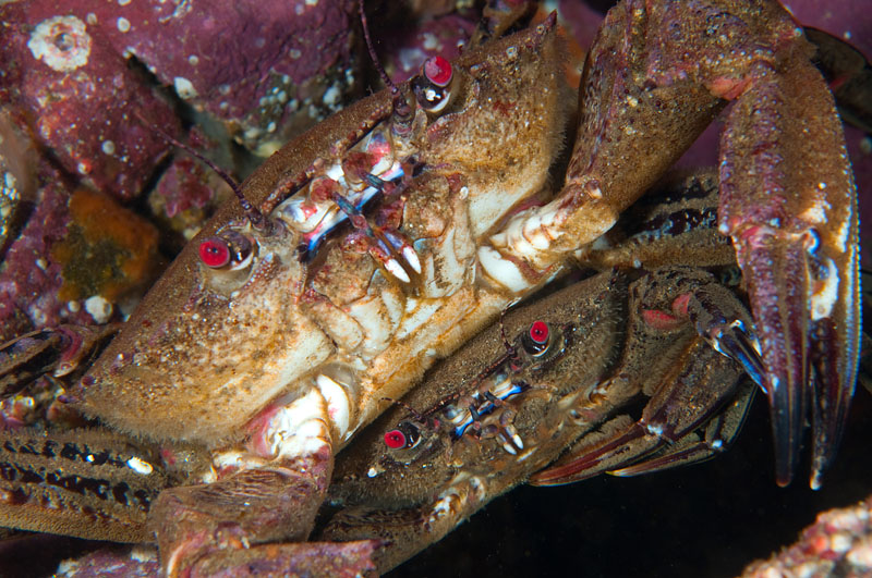 Velvet Swimming Crab with mate - Behaviour observations