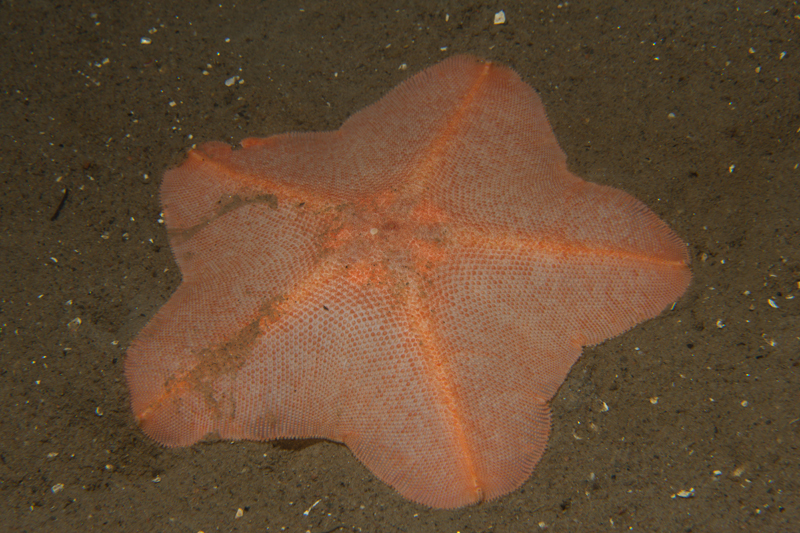 Anseropoda placenta - Starfish (Echinodermata)