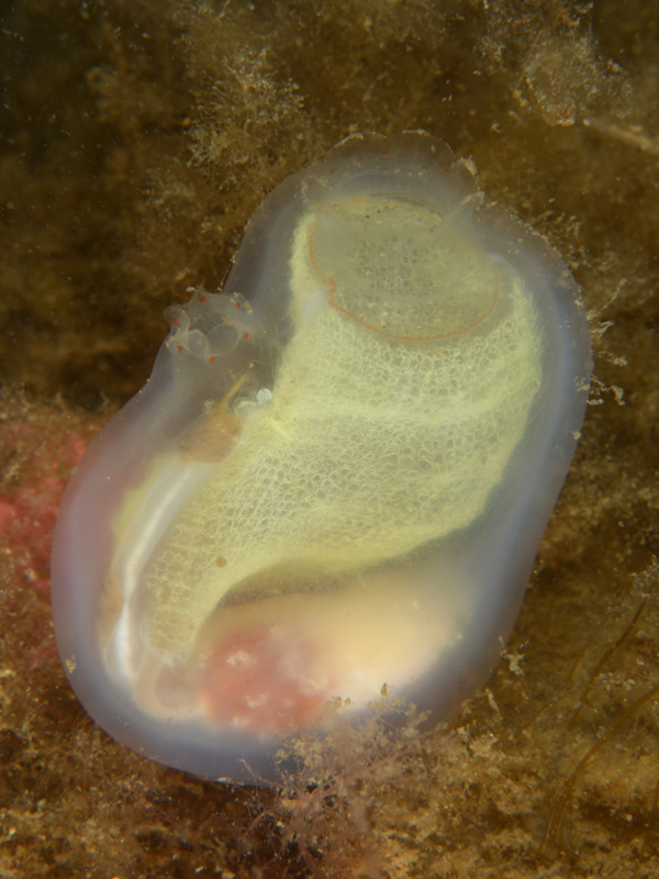 Corella parallelogramma - Sea Squirts (Tunicata)