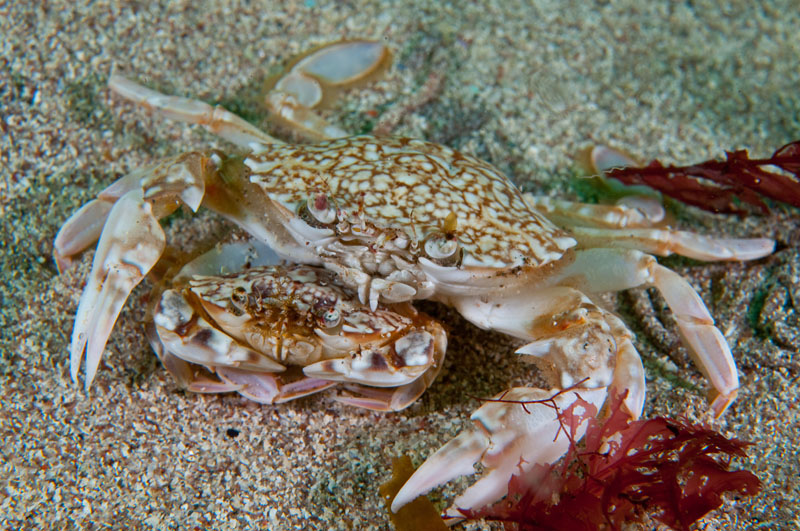 Liocarcinus marmoreus crab with mate - Behaviour observations