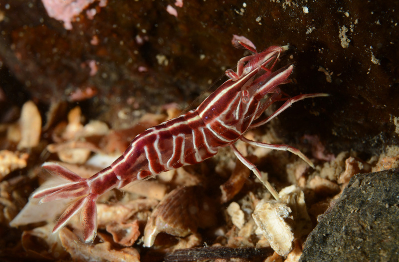 Hippolyte prideauxiana - Crabs, Lobsters, Shrimps & Prawns etc (Crustacea)