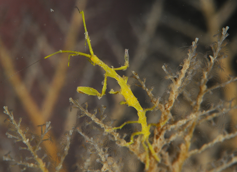 Pseudoprotella phasma - Crabs, Lobsters, Shrimps & Prawns etc (Crustacea)