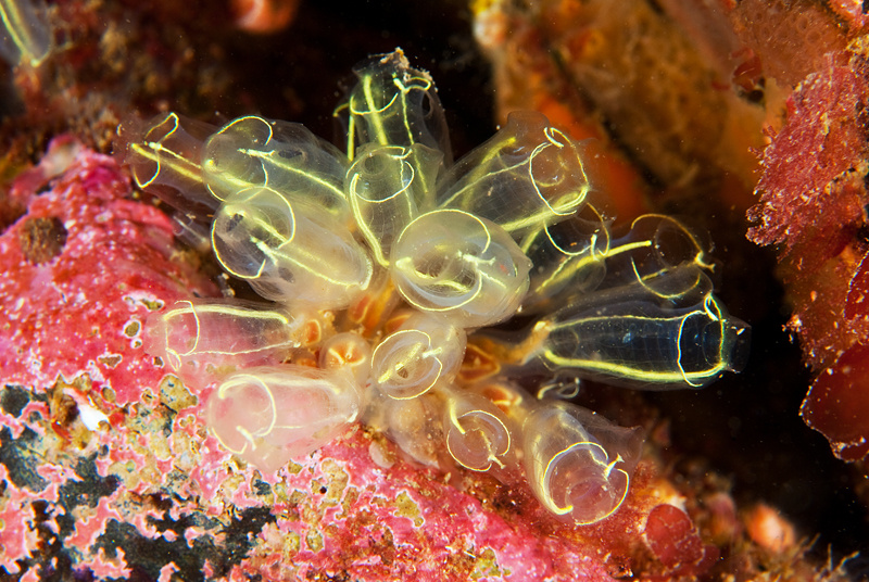 Clavelina lepadiformis - Sea Squirts (Tunicata)