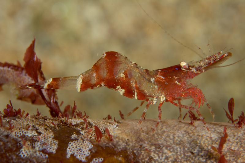 Hippolyte varians - Crabs, Lobsters, Shrimps & Prawns etc (Crustacea)
