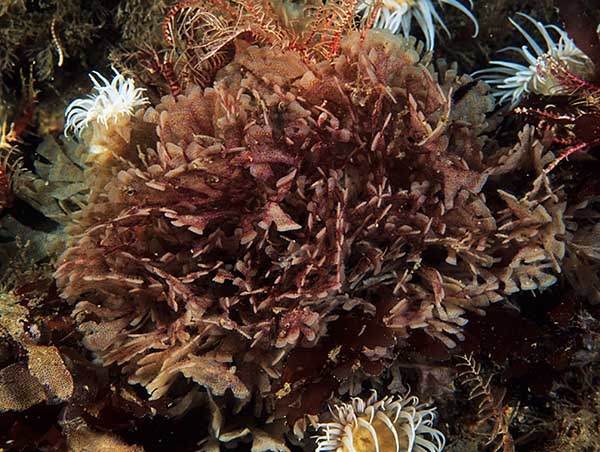 Securiflustra securifrons - Sea Mats (Bryozoa)