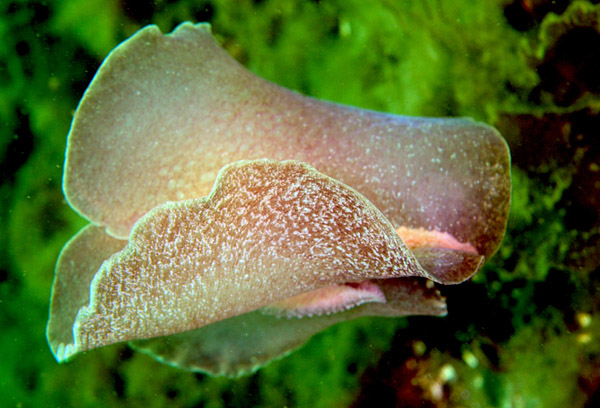 Pleurobranchus membranaceus - Sea Slugs & Sea Hares (Nudibranchs etc)