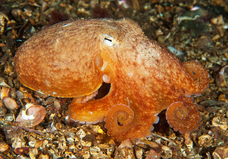 Eledone cirrhosa - Octopus, Squid & Cuttlefish (Cephalopoda)
